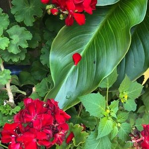 Meet your Posher, Aracely